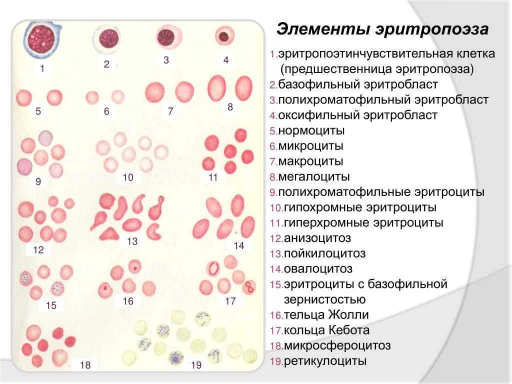 Нейтрофильное воспаление у кошек — что это такое | звери дома