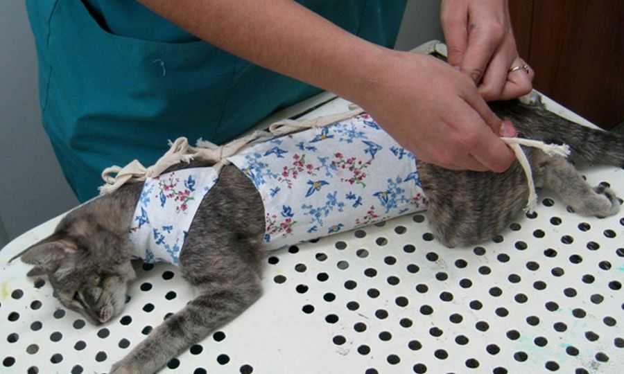 Кесарево сечение у кошки спасение для мамы и котят