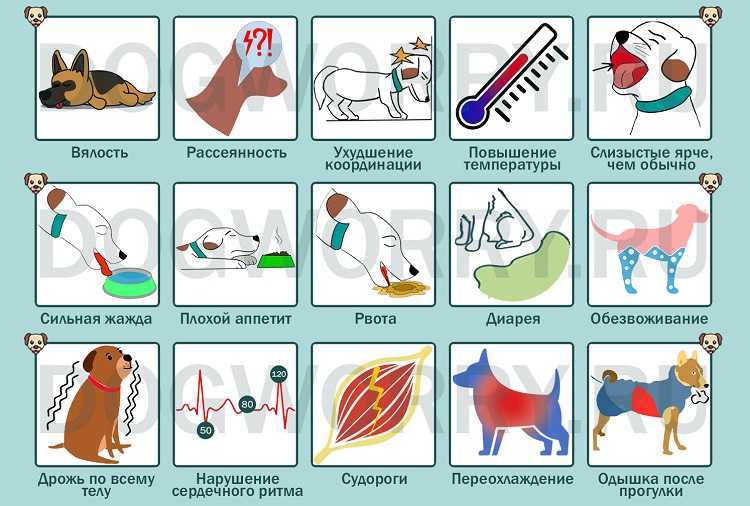 Щенок во сне дёргается. почему? - ростки жизни