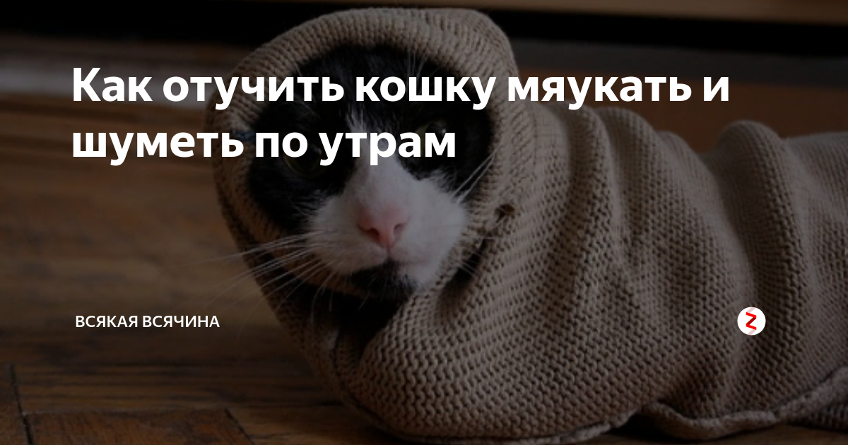 Как отучить кота мяукать - эффективные методы