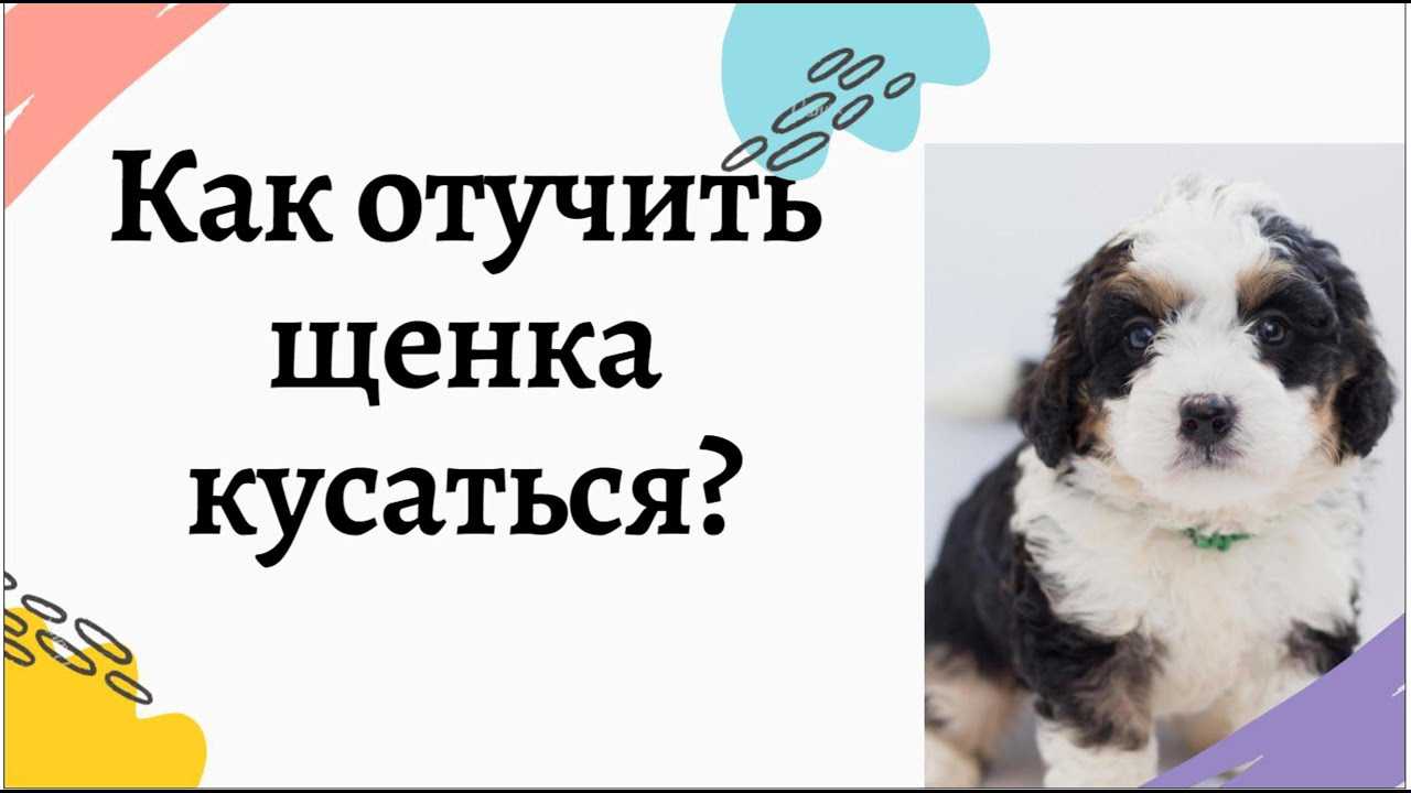 Почему щенок кусает руки. как отучить щенка кусаться? как вести себя хозяину?