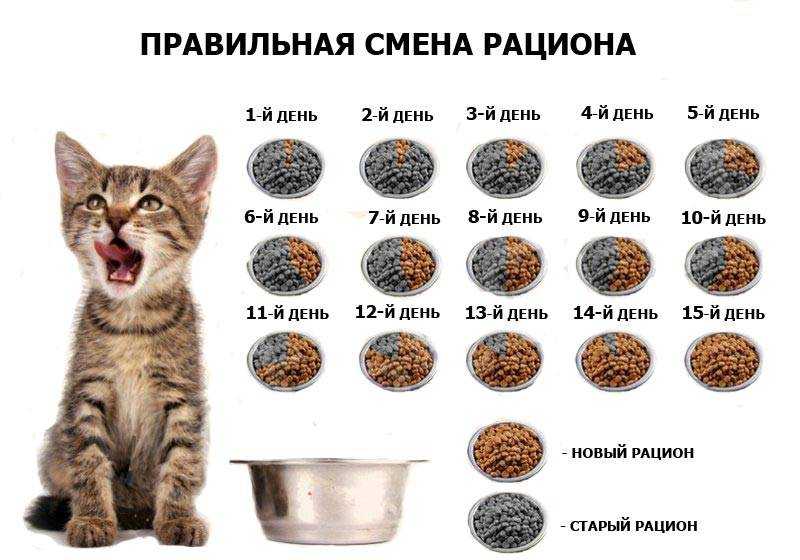 Когда у котят открываются глаза, сколько от рождения должно пройти? где норма и где патология: видит ли новорождённый котёнок, открыв глазки - автор екатерина данилова