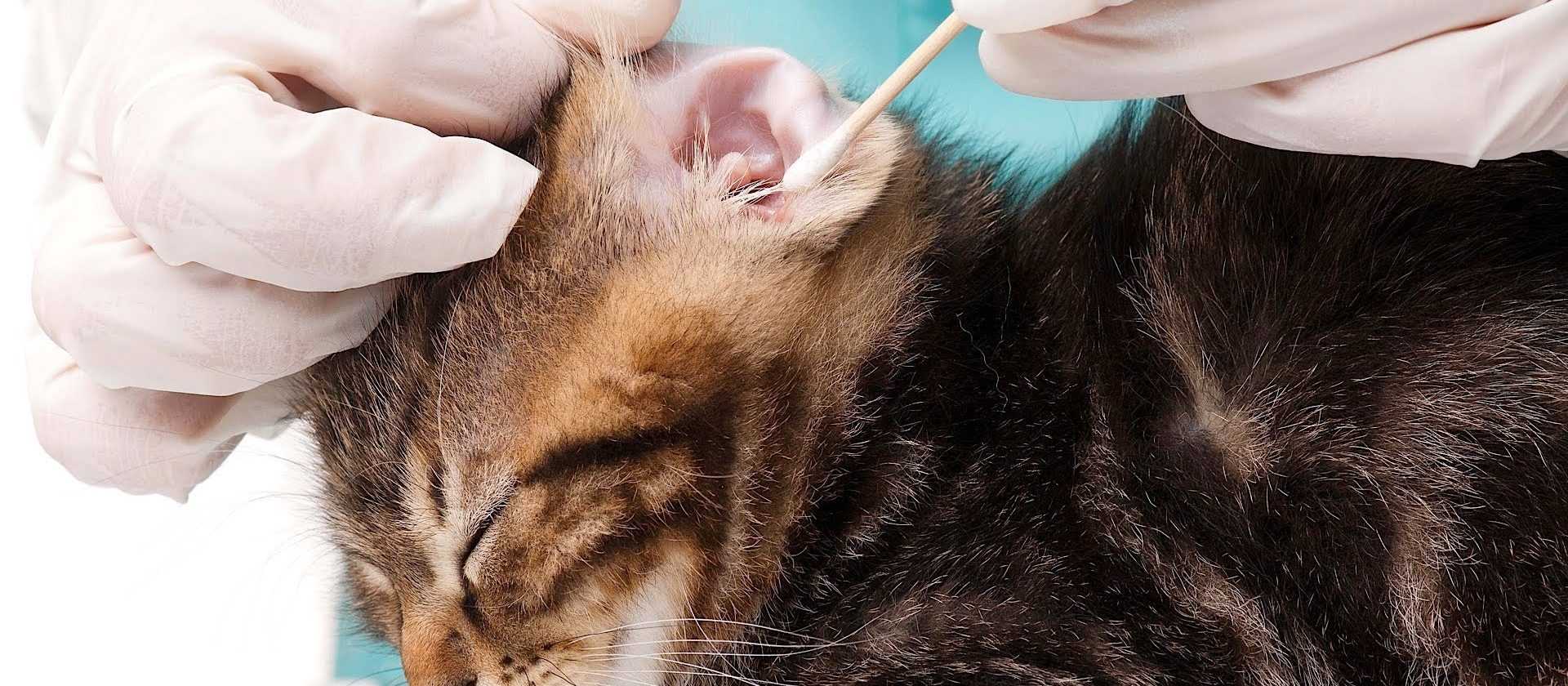 Гематома ушной раковины у кошек
