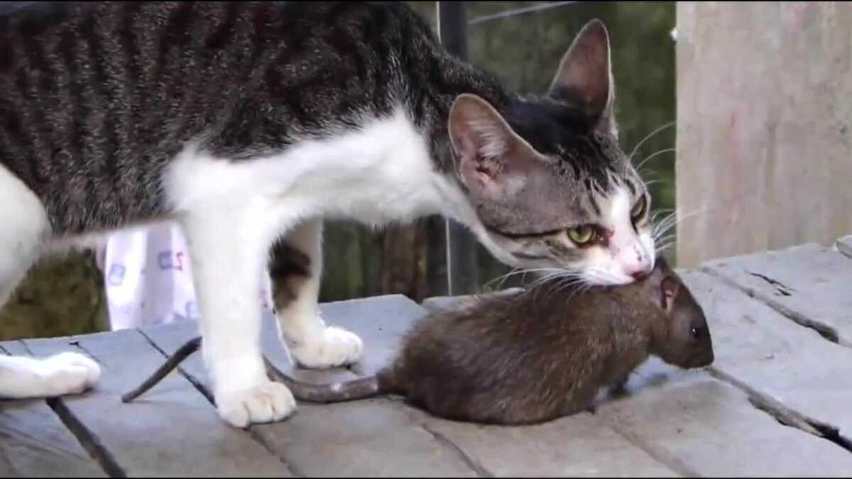 Ловят ли кастрированные коты мышей крыс