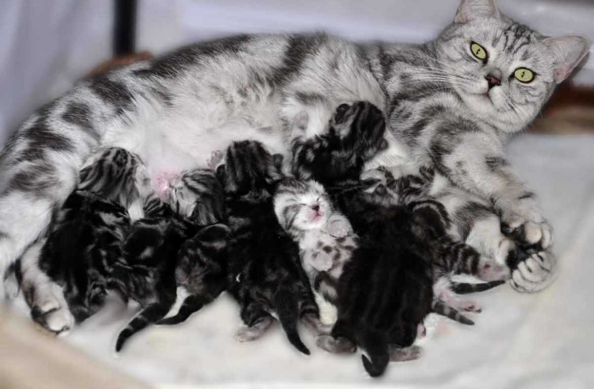 Роды шотландской кошки