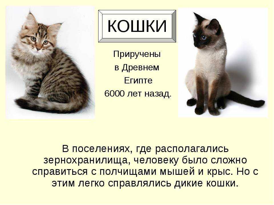 Как приручить дикого котенка, кота или кошку, что делать, если животное тебя боится, как его поймать