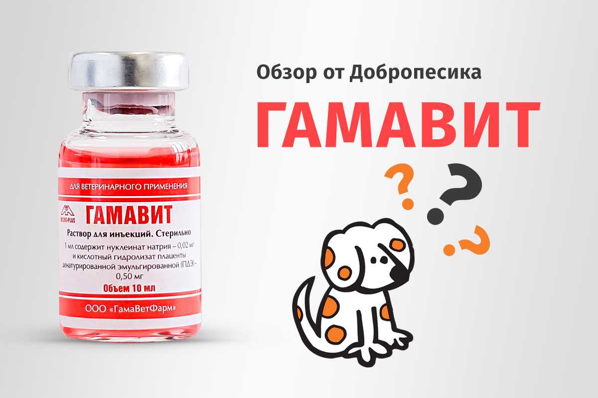 Гамавит для собак – как правильно использовать витамины?