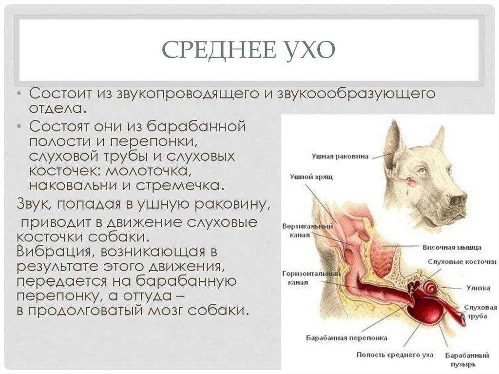 Как помочь кошке при отите | блог ветклиники "беланта"