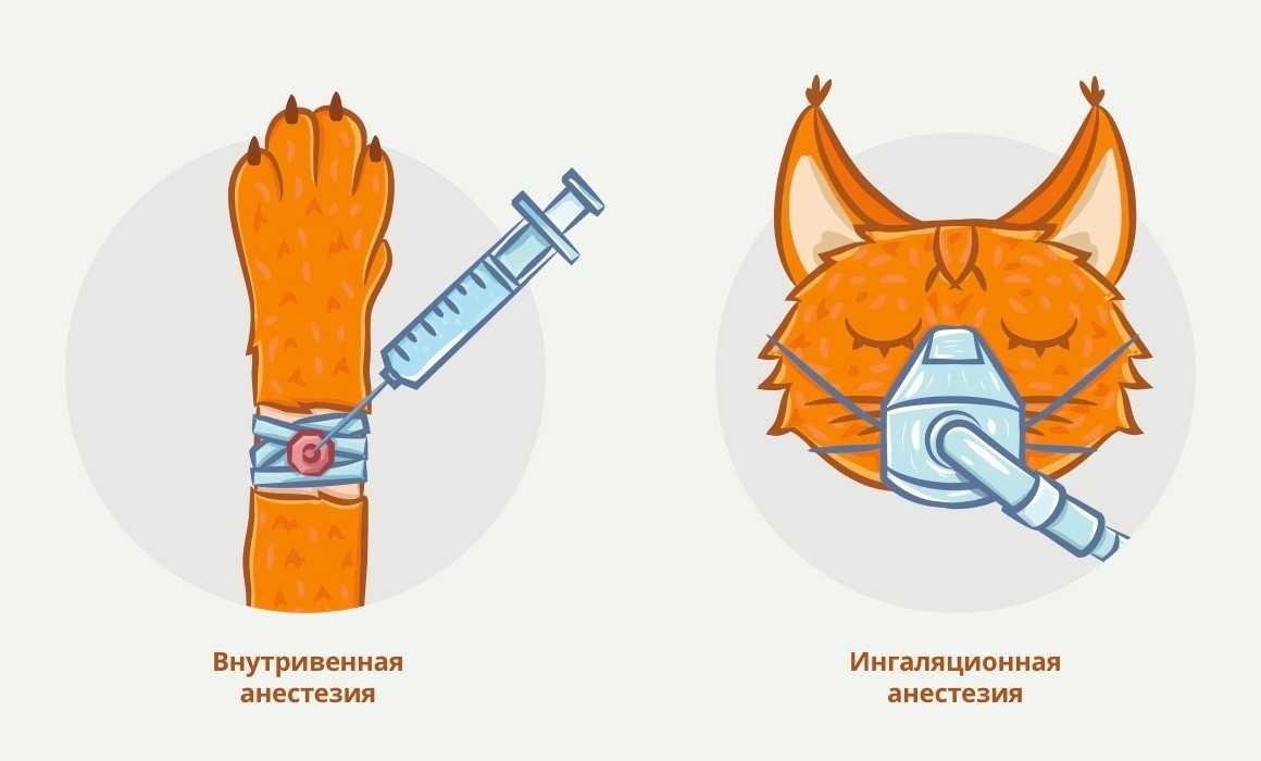 Как долго кот отходит от наркоза - сколько времени?