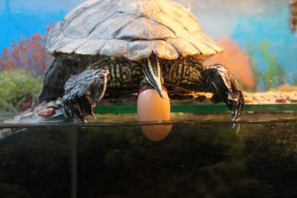 Черепахи: как спариваются, правильное размножение в домашних условиях