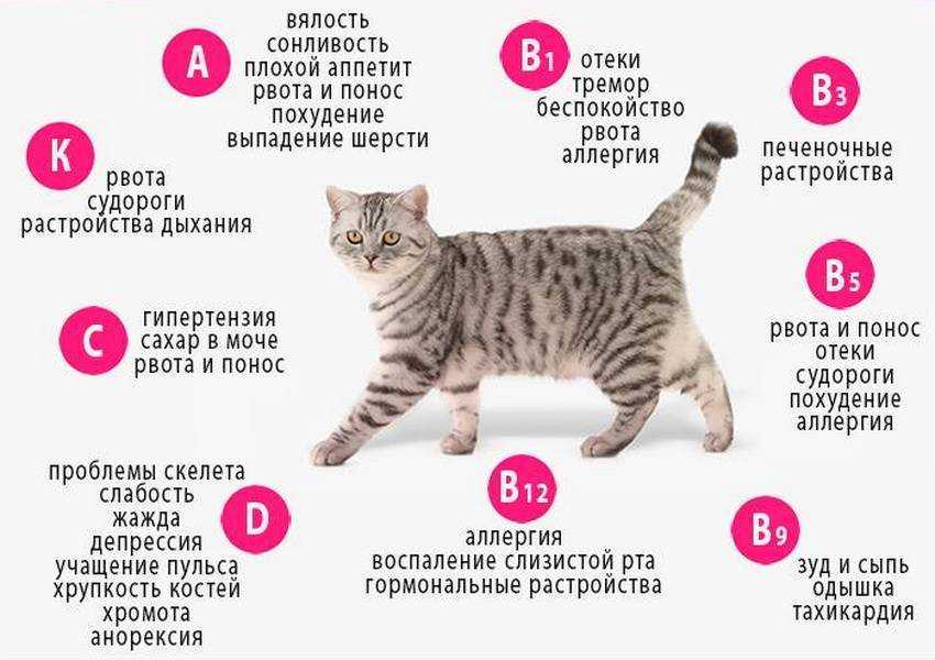 5 причин почему котенок не растет - что делать
