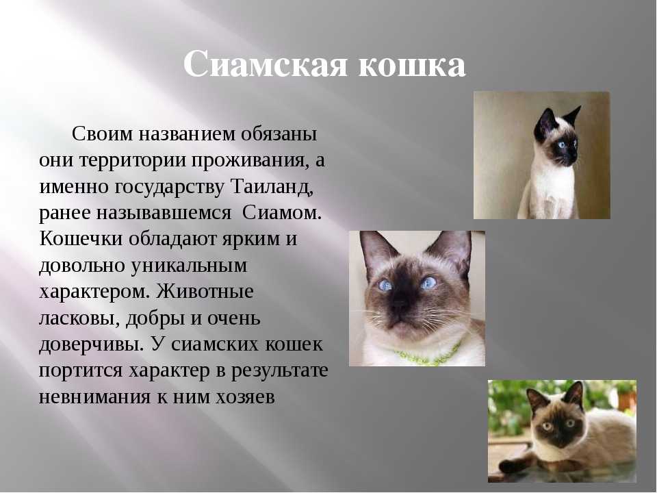Продолжительность жизни кошек