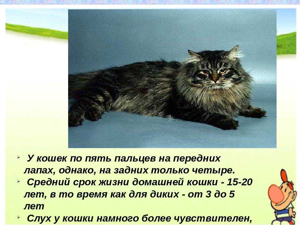 Сколько пальцев у кошки: 8 самых интересных фактов