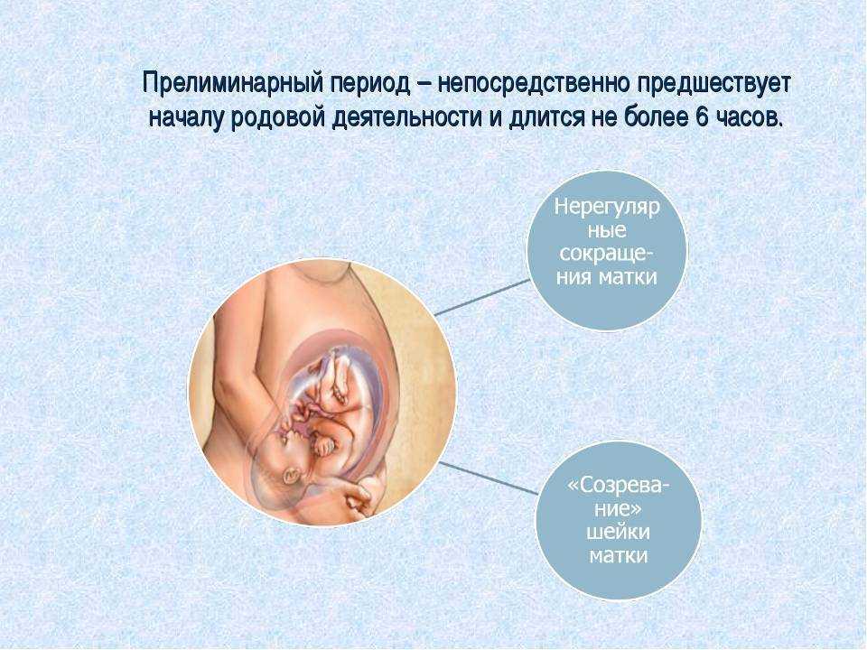 Роды у кошки: признаки, этапы, помощь