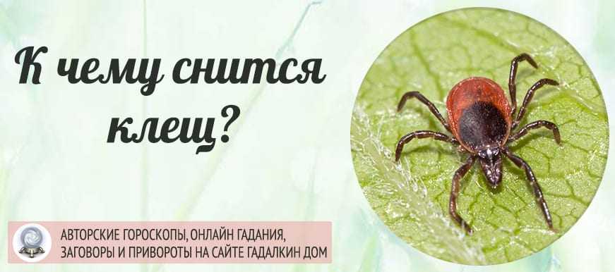 К чему снятся клещи: значение впившегося или залезшего под кожу человека или собаки