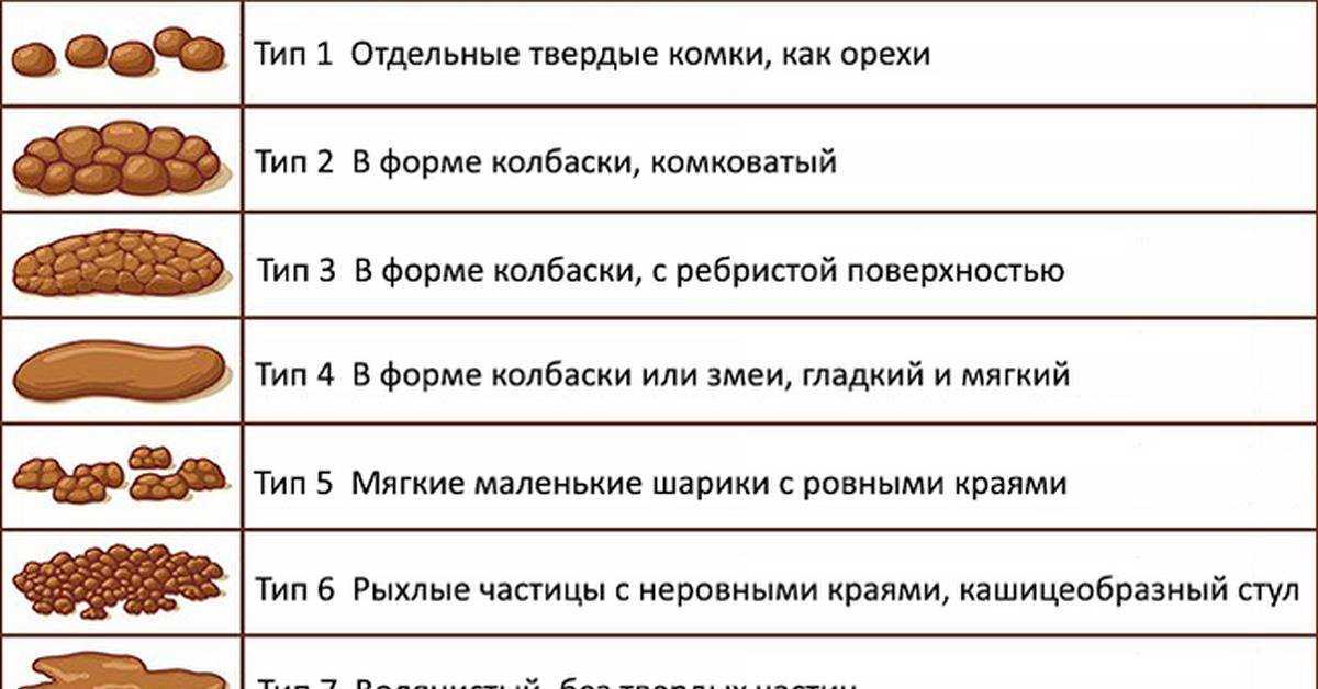 Белый кал у кота – 6 возможных причин проблемы со стулом у домашнего питомца