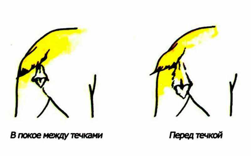Случка котов: когда, на какой день течки можно сводить (вязать) кошку с котом в первый раз
