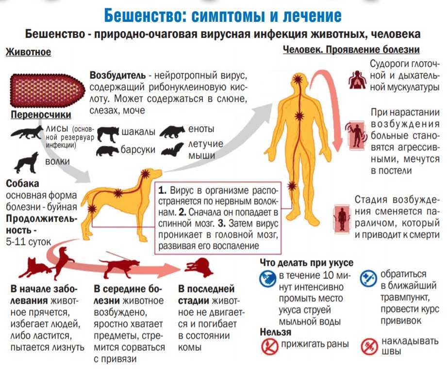 Аллергия у собак