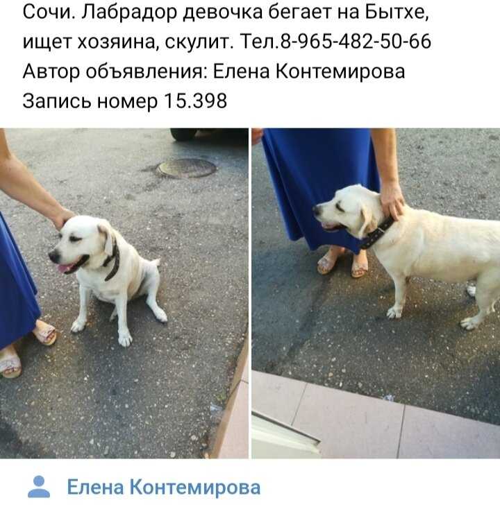Почему собаки могут скулить без видимых причин и не находить себе места