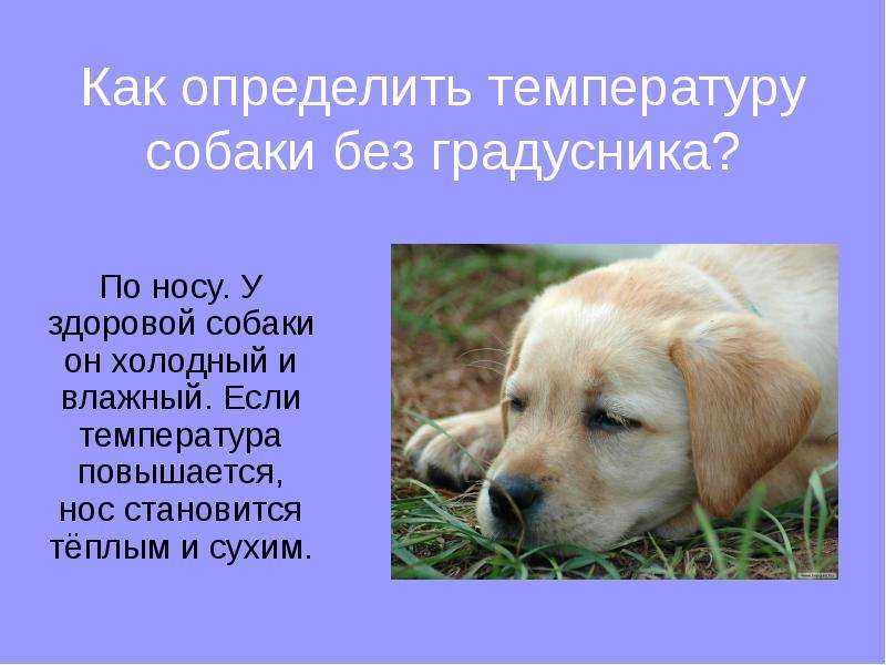 Почему у собак сухой нос и что нужно с этим делать?