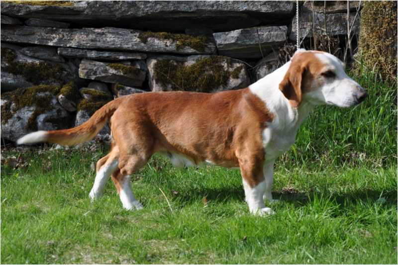 Итальянская короткошерстная легавая bracco italiano
