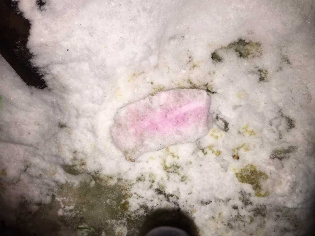 Отравление у кошек
