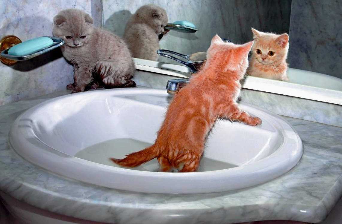 Почему кошки боятся воды - причины и как приучить купаться