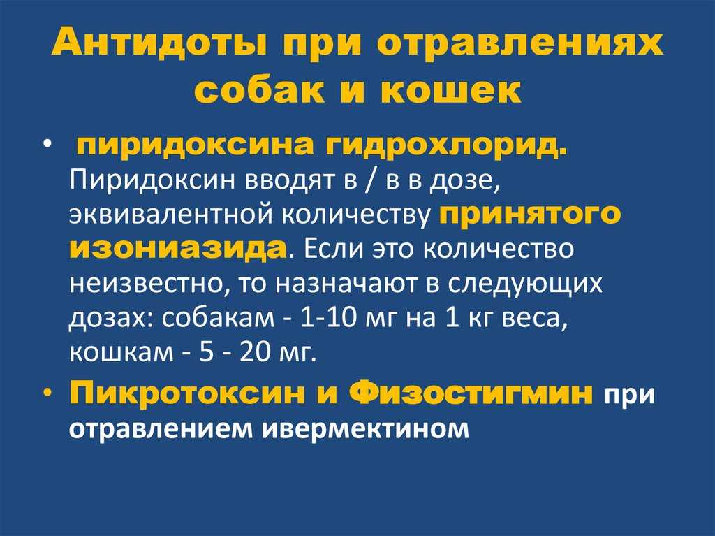 Что делать, если собака съела крысиный яд: симптомы и признаки отравления питомца и первая помощь