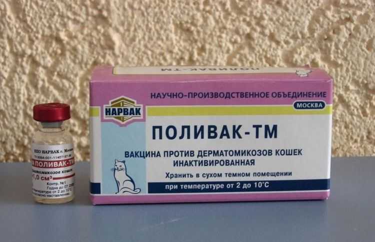 Вакдерм для кошек: цена, отзывы, описание состава и показания к применению вакцины