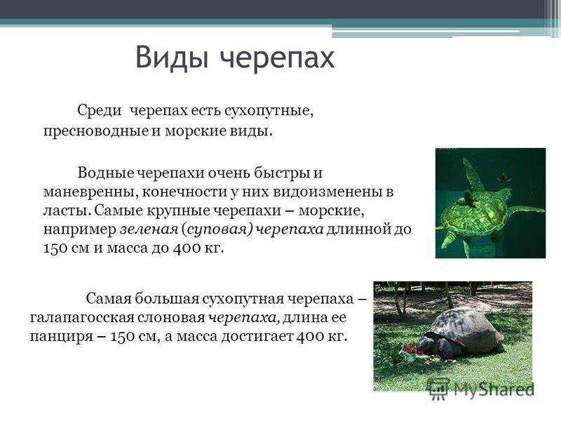 Болотная черепаха. описание, особенности, виды, образ жизни и среда обитания пресмыкающегося