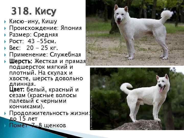 Обзор японской породы собак Кисю японская лайка с фото и видео История, использование, характер, особенности содержания, цена и многое другое