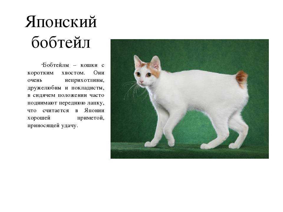 Японский бобтейл  фото кошки, история и описание породы, характер, уход