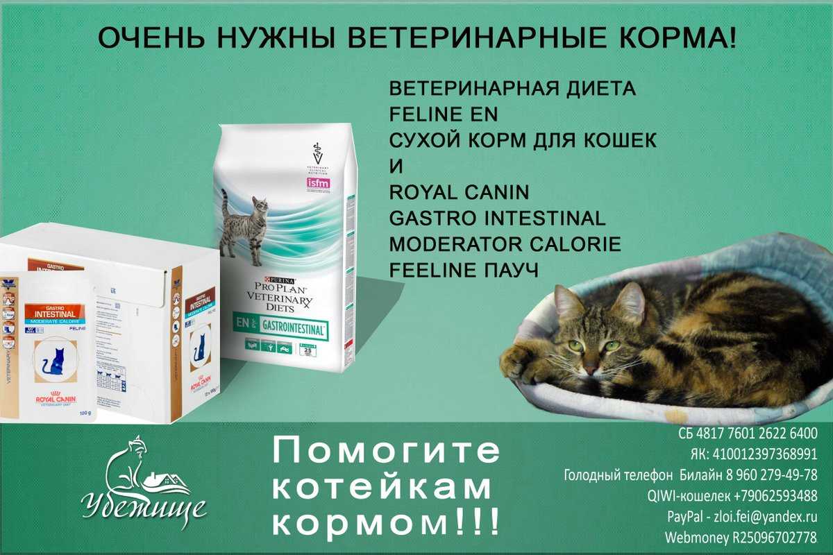 Диарея у кошки: чем лечить и что делать