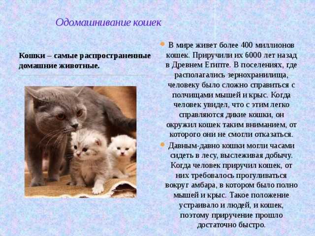 Как приручить котенка к себе и научить сидеть на руках
