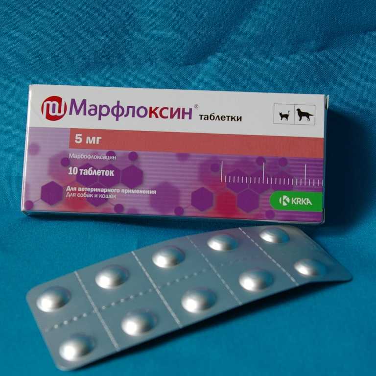 Обзор антибиотиков для собак: куда и как колоть уколы - prosobak.net