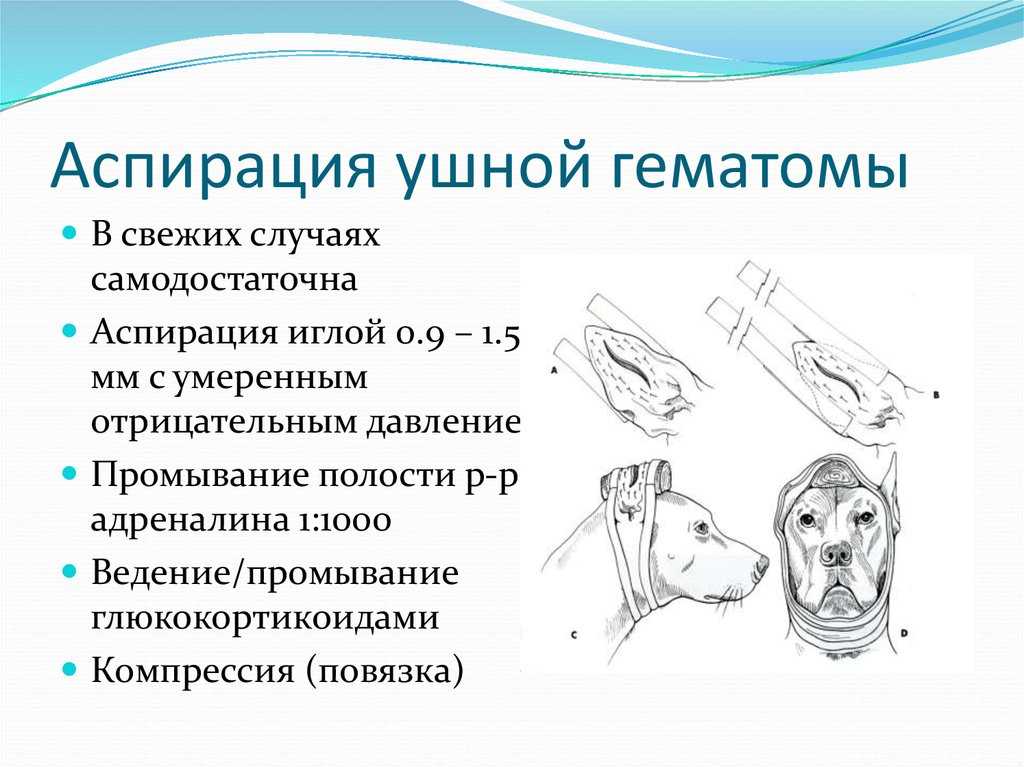 Лимфоэкстравазат ушей у собак