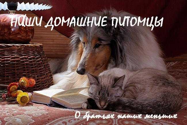 Температура у свиней в нормальном и повышенном состоянии