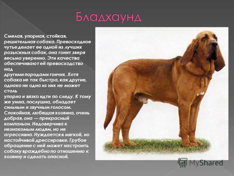 Русская гончая собака - описание породы, охотничьи навыки, фото, подходящие клички
