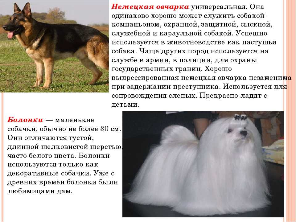 Шарпланинская овчарка: проведение ухода и дрессуры