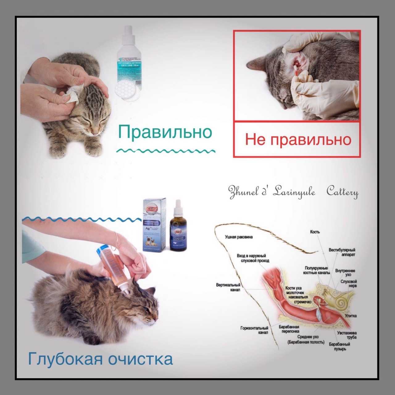 У кота из уха течет коричневое и воняет - что делать?