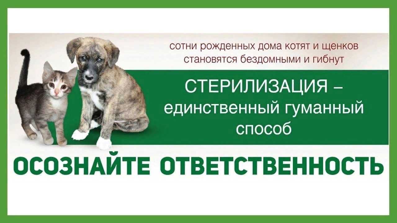 Маленькие дети и кошки что делать если дружбы нет