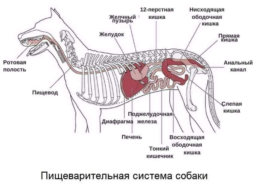 Дуоденит у кошек: причины, диагностика, лечение_ | wwwcat.ru