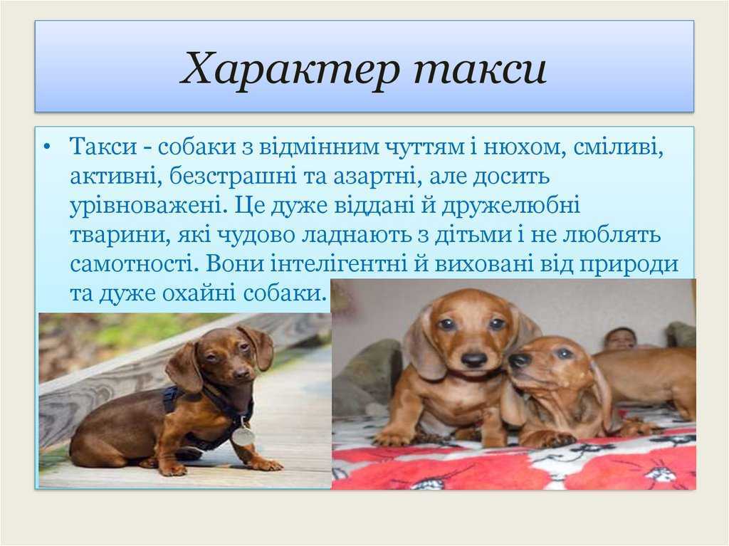 Порода собак кроличья такса и ее характеристики с фото