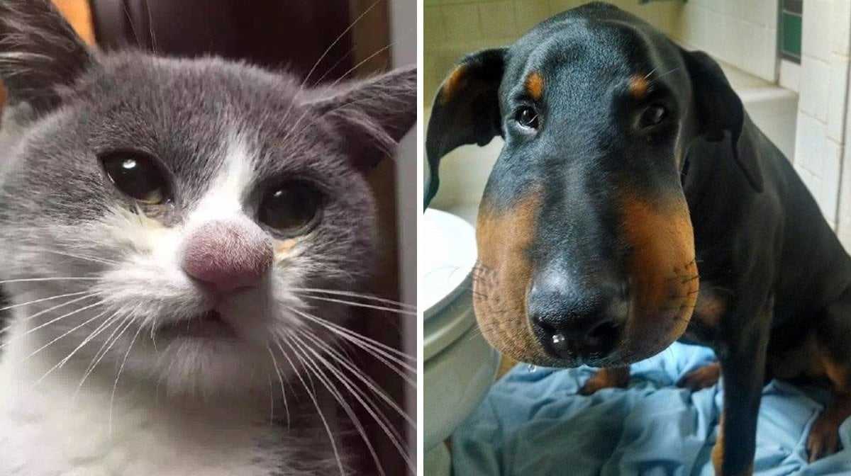 Укусила кошка, что делать?