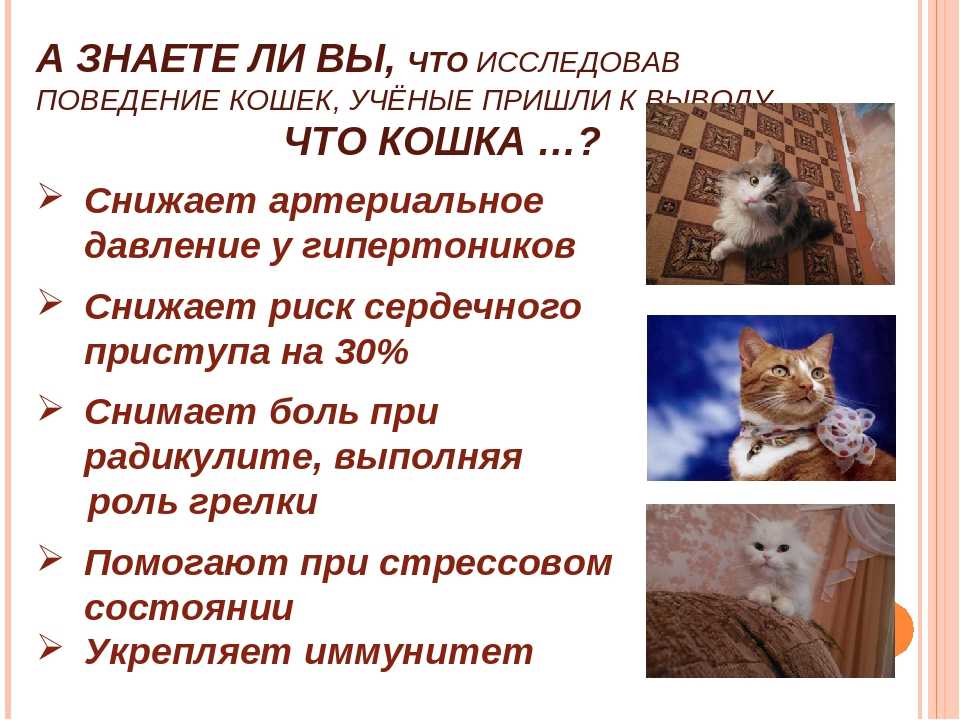 Причины почему кошка прижимает уши?