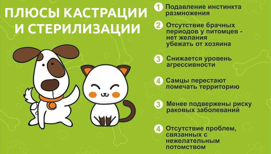 Кастрация кобеля: плюсы и минусы, в каком возрасте, стоит ли оперировать
