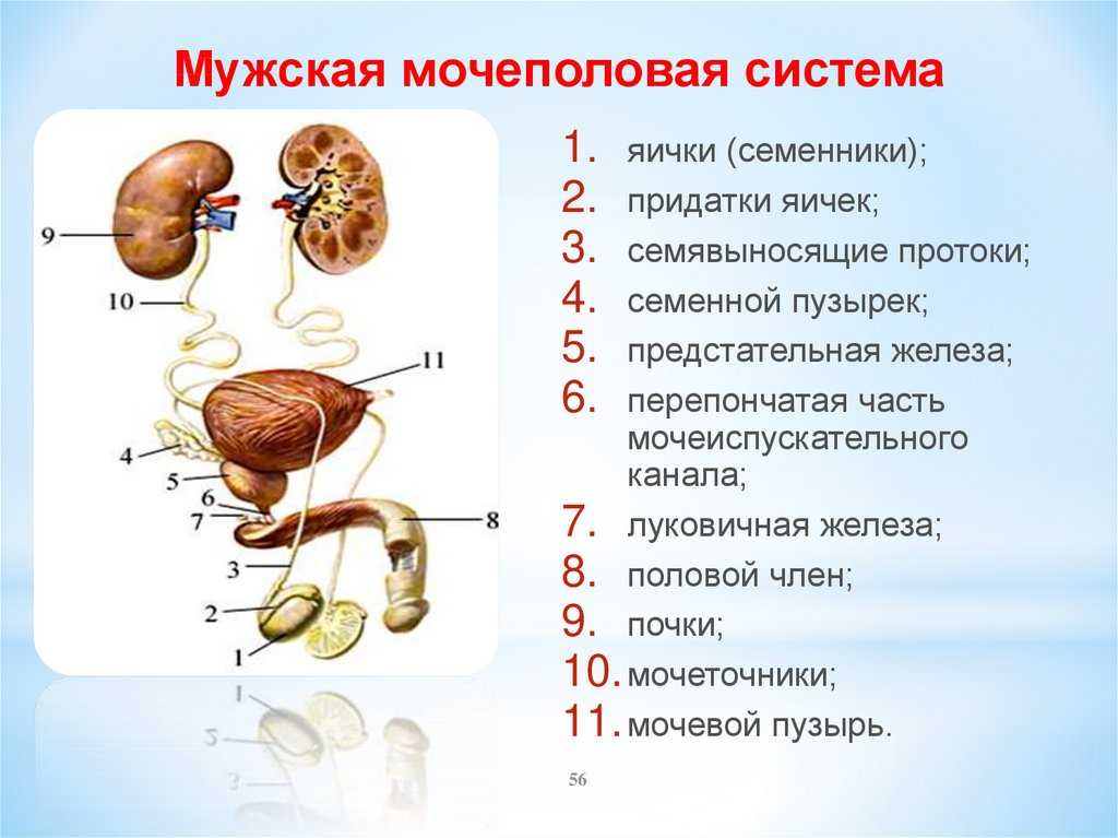 Как определить пол красноухой черепахи: как отличить самку от самца по внешним данным, поведению?