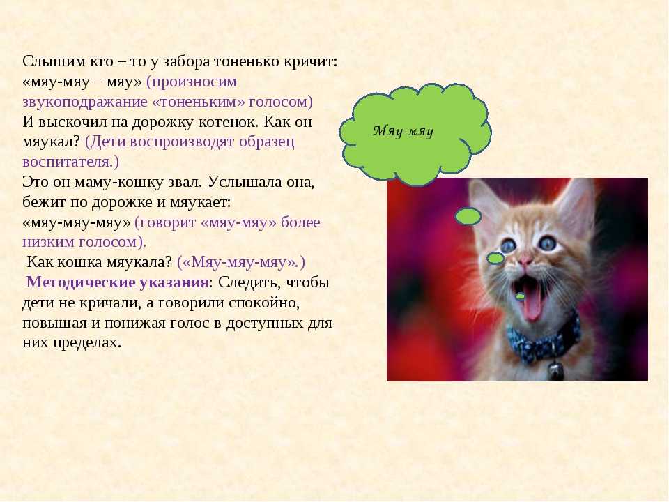 Что делать, если кошка орет?