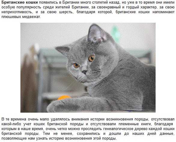 Чем кормить котенка 2 месяца британская вислоухая