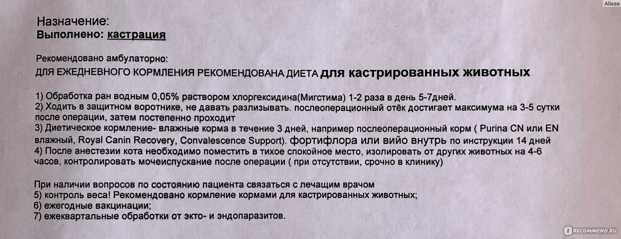 Кот разлизал рану после кастрации: причины, что делать | звери дома